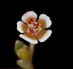 Coastal sand spurge